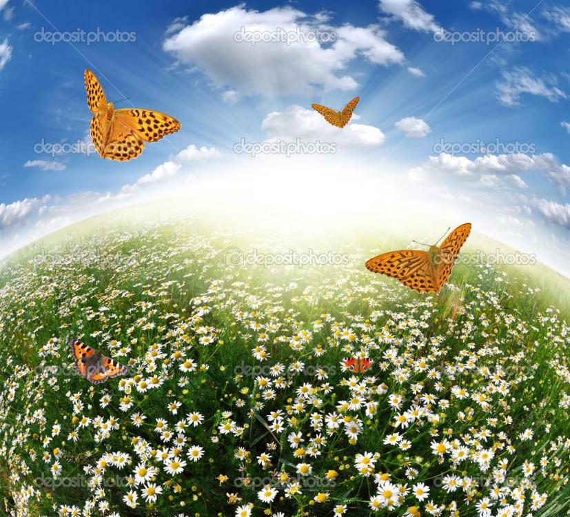 depositphotos_7959080-stock-photo-daisies-with-butterflies.jpg
