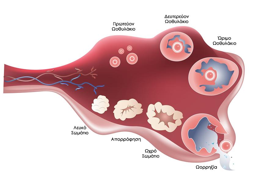 ovulation-process.jpg